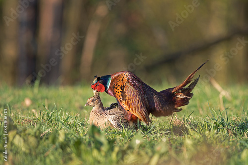 Male common pheasant (Phasianus colchicus) in spring morning light couple in a meadow.  Contrast bright colors detailed close up. Czech nature during spring. Pheasant mate on the meadow photo