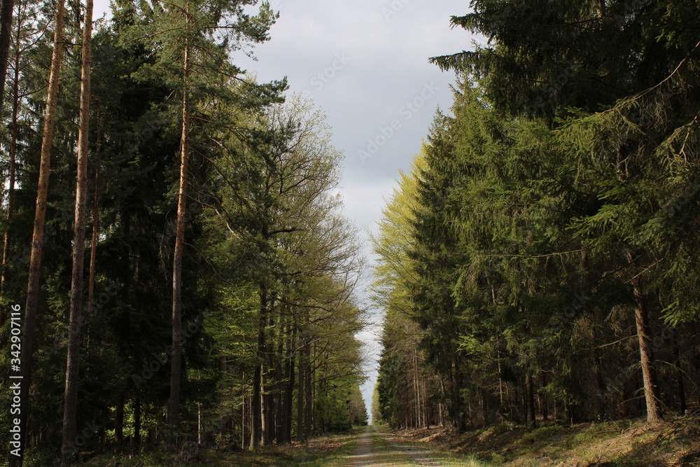 Forest corridor Forest corridor