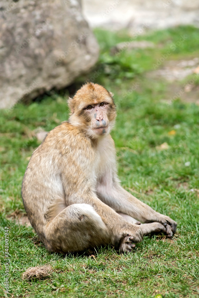 magot macaque de barbarie 