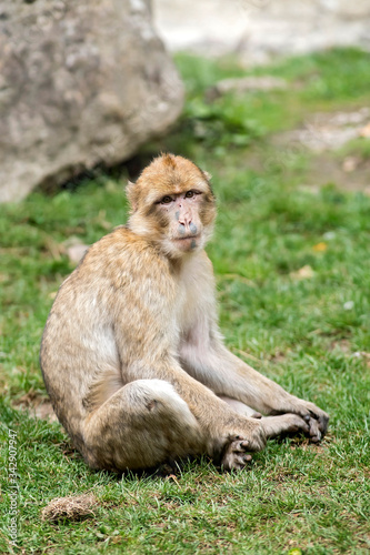 magot macaque de barbarie 