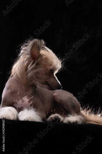 Chinese Crested Dog, girl, naked. Portrait of a puppy. © Alex