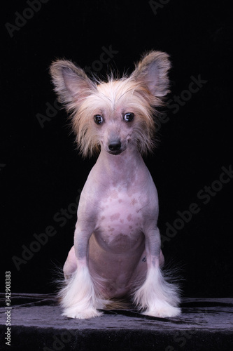 Chinese Crested Dog, girl, naked. Portrait of a puppy.