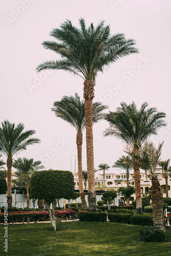 Green tall palm trees with design bushes and lawns at the hotel in Sharm el Sheikh, Sinai, Egypt, Asia in summer hot. Landscape overlooking the Red Sea. Holidays at sea with palm trees.
