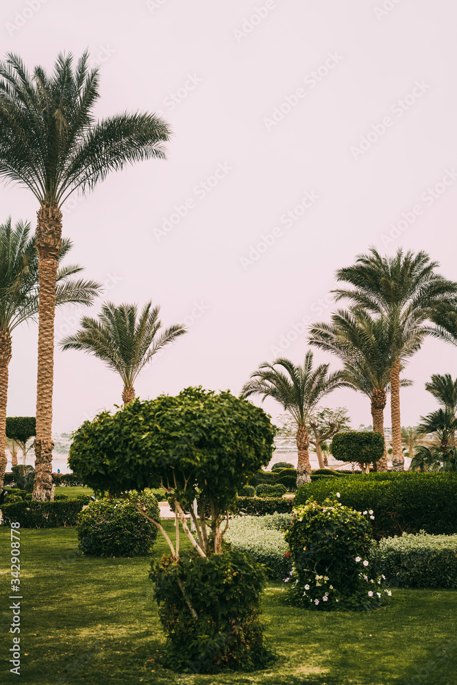 Green tall palm trees with design bushes and lawns at the hotel in Sharm el Sheikh, Sinai, Egypt, Asia in summer hot. Landscape overlooking the Red Sea. Holidays at sea with palm trees. Landscaping