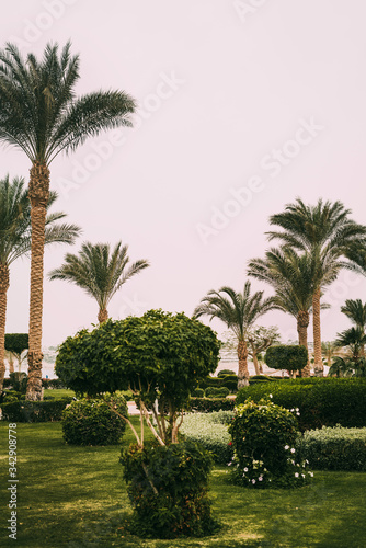 Green tall palm trees with design bushes and lawns at the hotel in Sharm el Sheikh, Sinai, Egypt, Asia in summer hot. Landscape overlooking the Red Sea. Holidays at sea with palm trees. Landscaping © Александра Вишнева