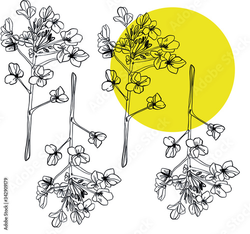 Canola flower isolated vector illustration. Colza mustard isolated hand drawn vector.