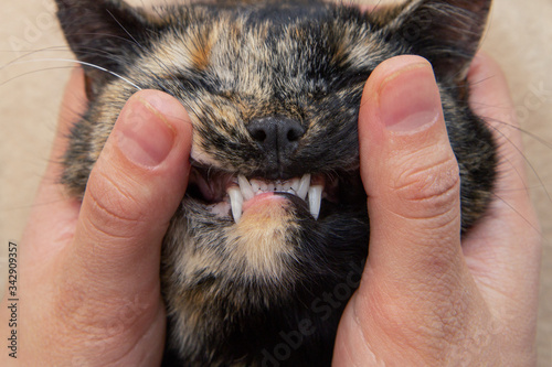 teeth of a young domestic purebred cat close-up