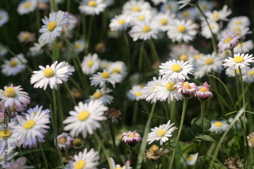 Close up on white spring daisies growing outdoors Close up on white spring daisies growing outdoors
