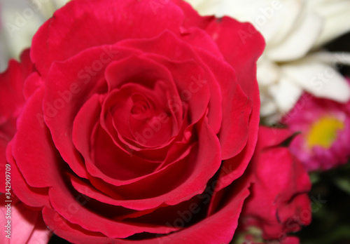 Vivid Pink Rose Blossom
