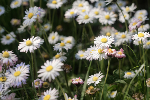 Close up on white spring daisies growing outdoors