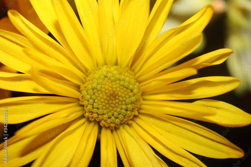 Bright Blooming Yellow Spring Flower Bright Blooming Yellow Spring Flower