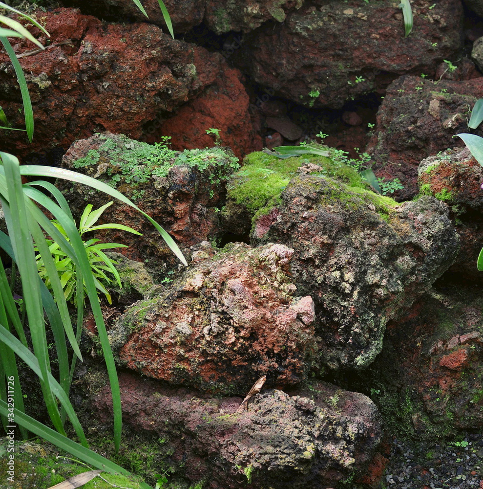 Fototapeta premium Woodlands still life with moss growing on rocks and vegetation on the forest floor