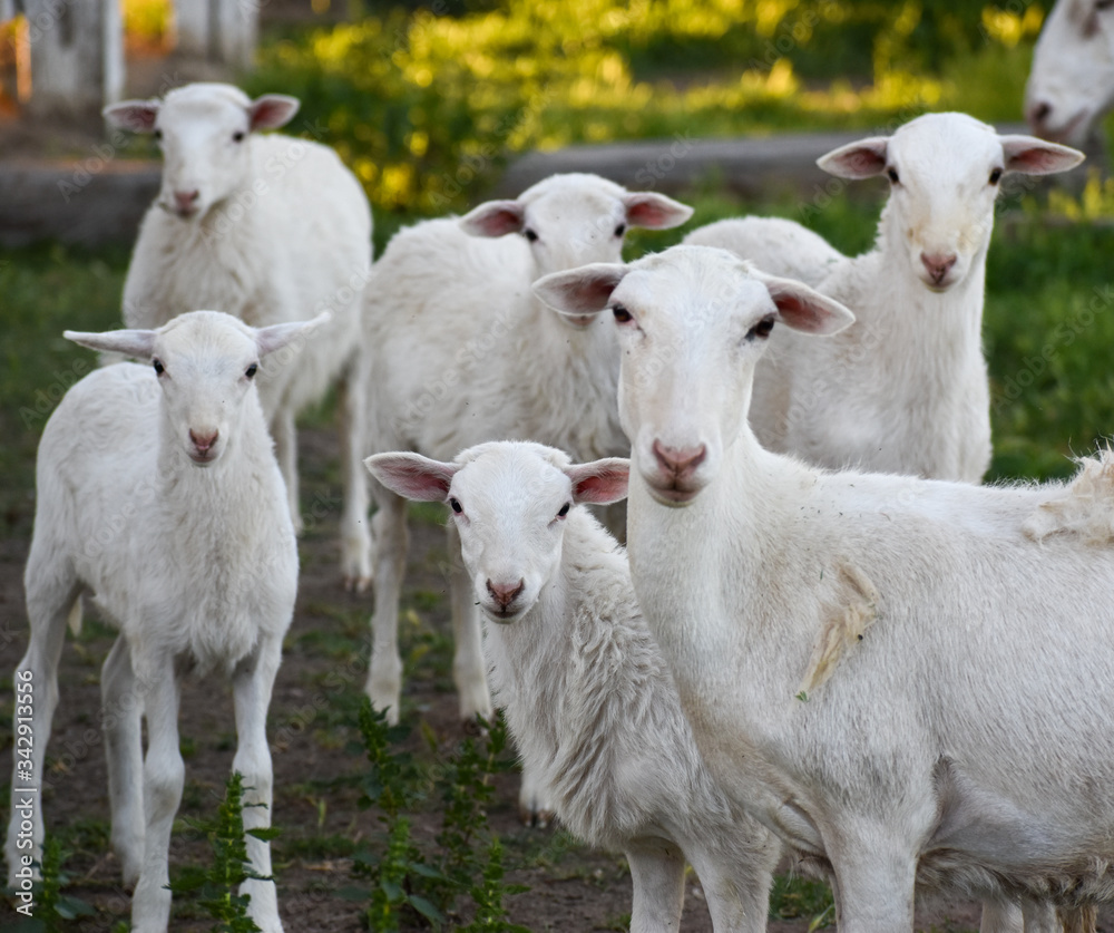 Obraz premium Flock of sheep with baby lambs in wildflower pasture