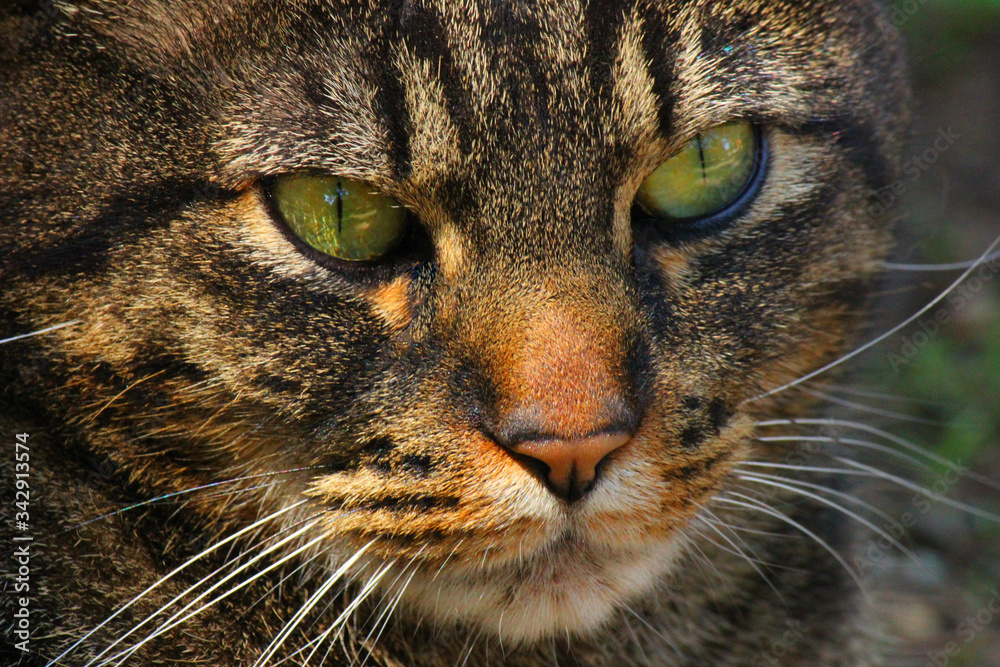 Closeup of The Face of Teddy Bear, the American Short-Hair Cat