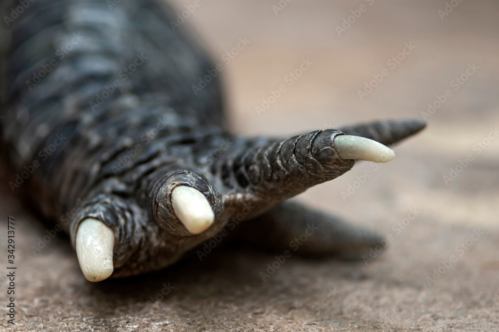 Obraz premium alligator crocodile caiman