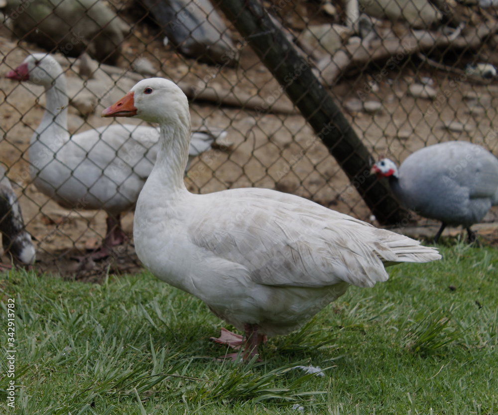 Obraz premium white goose on a green grass
