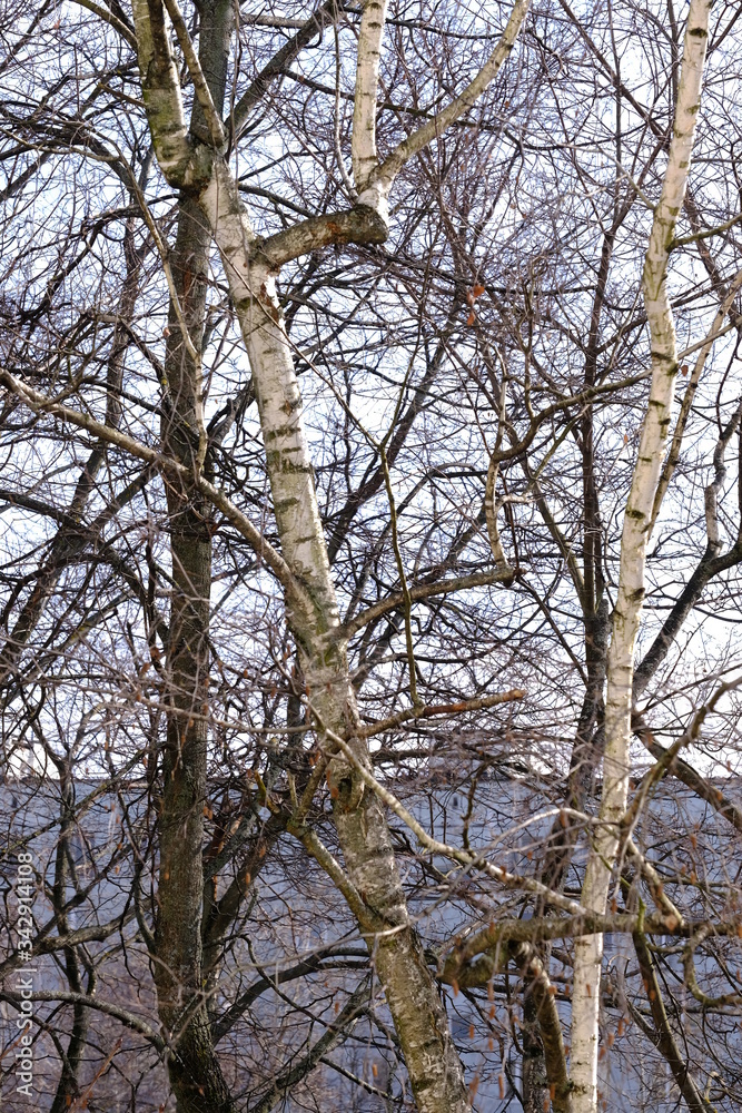 Trees, spring. View from the window during COVID-19 Trees, spring. View from the window during COVID-19