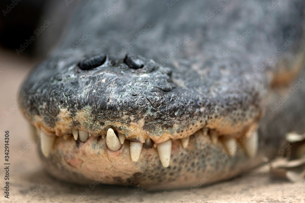 Fototapeta premium alligator crocodile caiman 