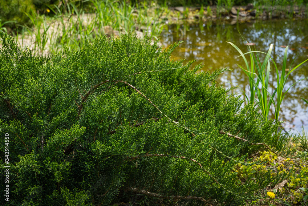 Cossack juniper Juniperus sabina Tamariscifolia grows on pond shore.  Green leaves of Juniper fits perfectly into design of garden.  Soft selective focus.  Place for your text.