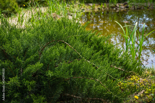 Cossack juniper Juniperus sabina Tamariscifolia grows on pond shore.  Green leaves of Juniper fits perfectly into design of garden.  Soft selective focus.  Place for your text.