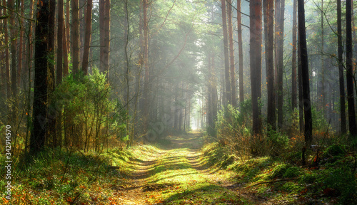 Fototapeta Naklejka Na Ścianę i Meble -  Sun beams over a path in the forest