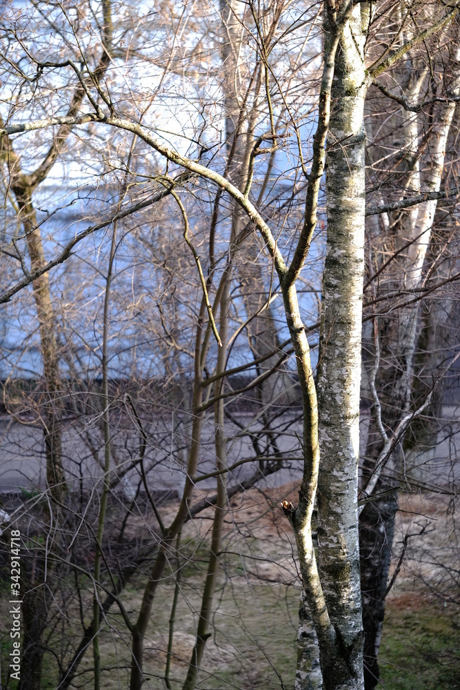 Trees, spring. View from the window during COVID-19