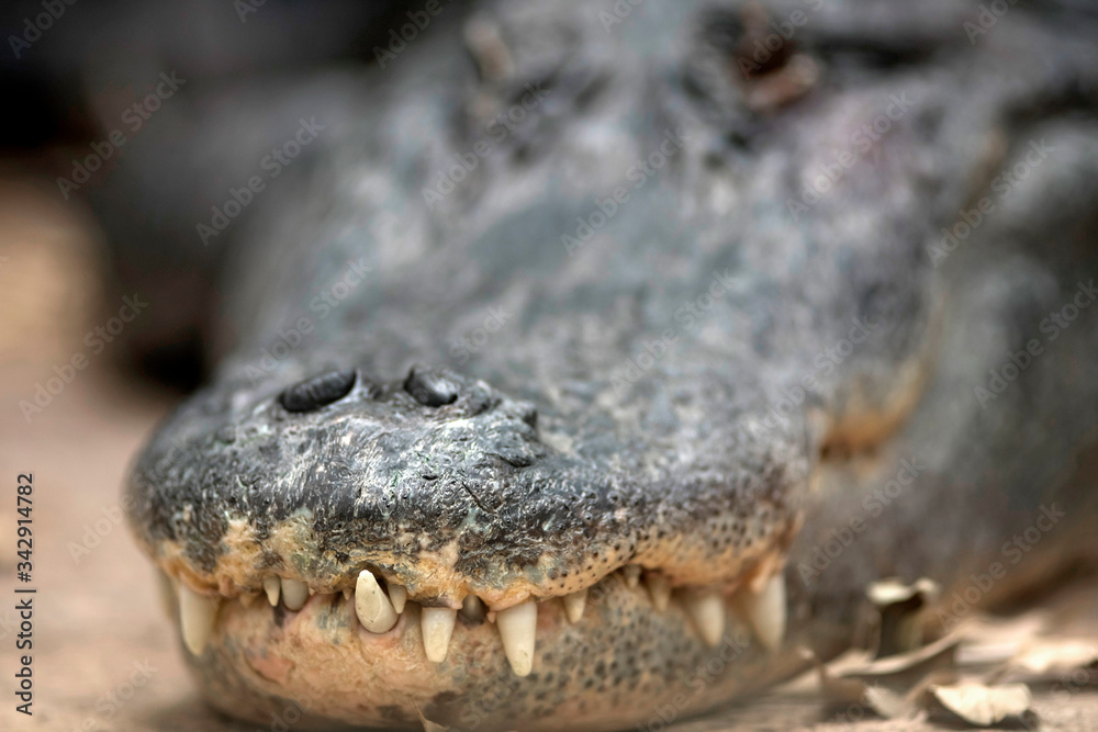 Fototapeta premium alligator crocodile caiman