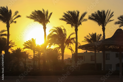 Contrasting palms at sunset, sun hidden behind trees, seaside holidays in summer