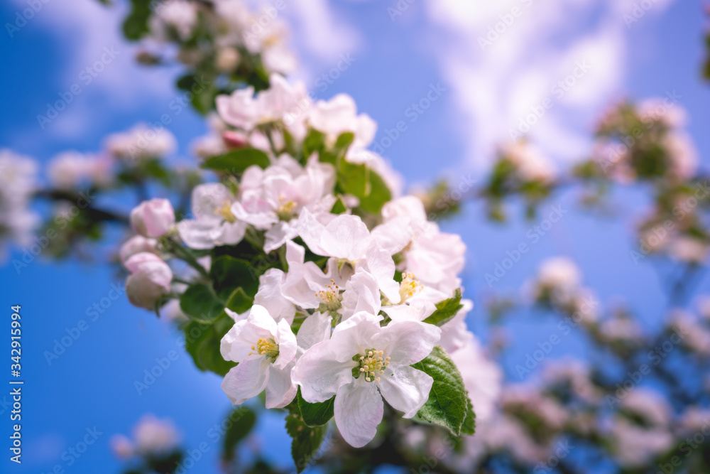 Wilde Apfelblüten mit einem blauen Himmel und Bokeh Wilde Apfelblüten mit einem blauen Himmel und Bokeh