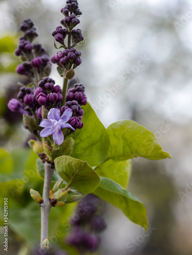 blossoming lilac flower on a blurred background