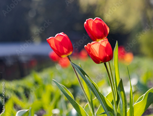red tulips on a green blurred background
