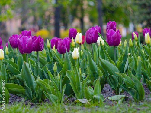 lilac tulips in the sun on a green blurred background