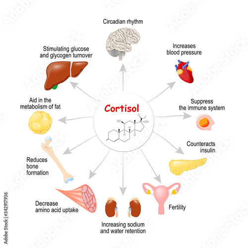 cortisol in the body.
