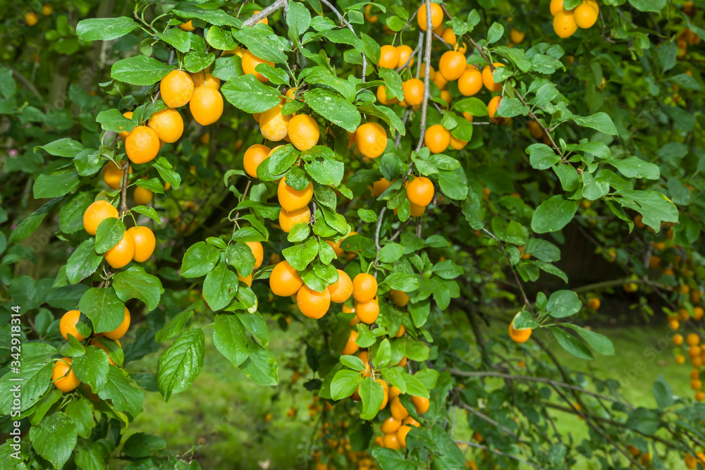 Mirabelle Plum Tree Mirabelle Plum Tree