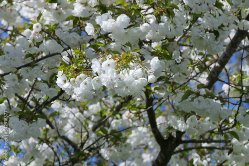 blooming cherry blossoms against a blue sky