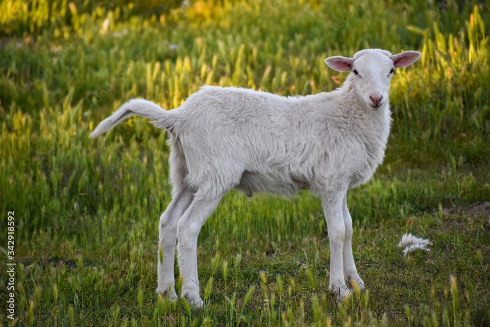 Fototapeta premium Cute white baby lamb pink ears in field ofwildflowers
