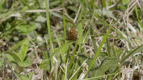 The Duke of Burgundy butterfly ( Hamearis lucina )  photo