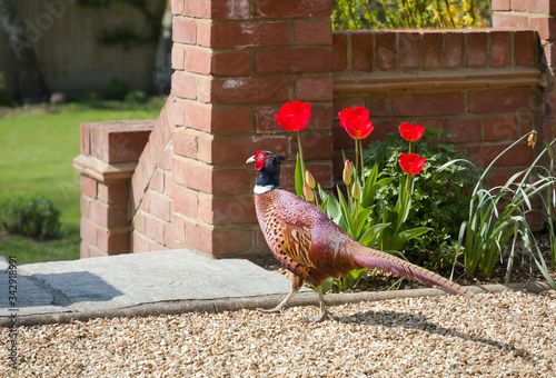 Male pheasant roaming in a garden, UK photo