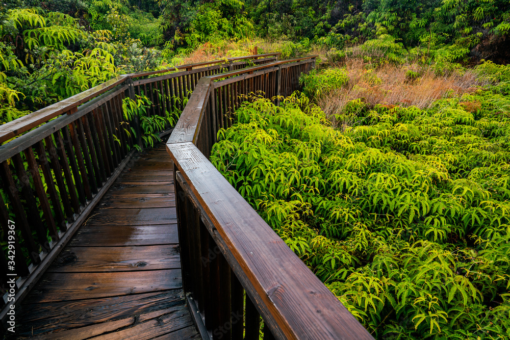 A wooded walk through native plants in Hawaii Volcanoes National Park. 
