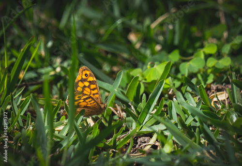 borboleta amarela e castanha posada na relva photo