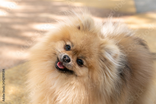 Little funny and adorable cream pomeranian puppy smiling with looking at the camera.