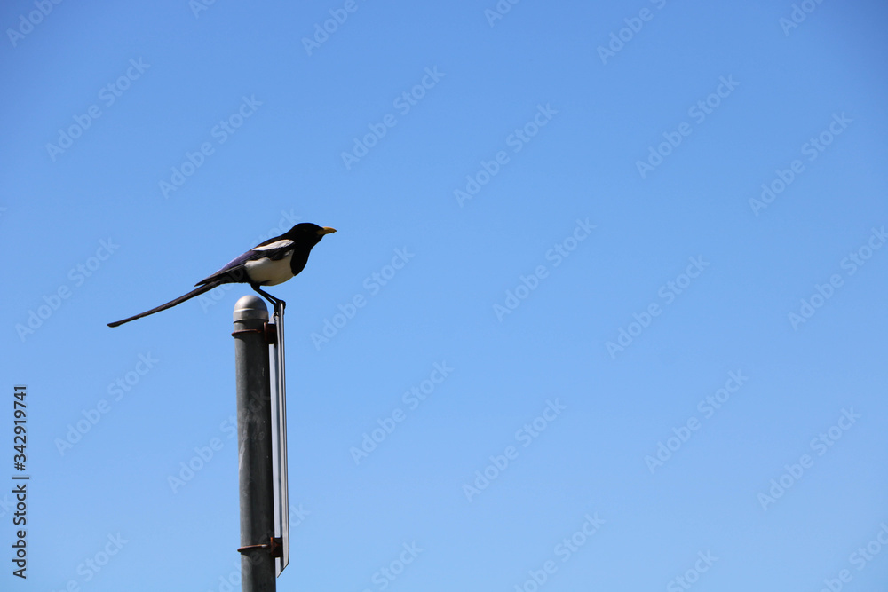 bird on a post