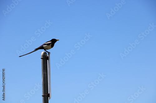 bird on a post