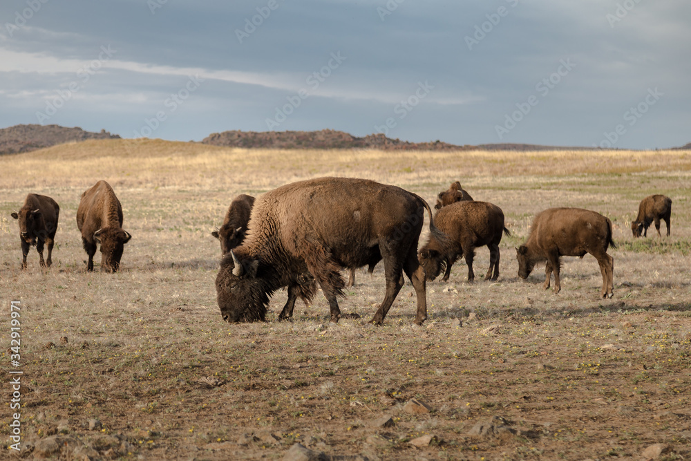 herd of american bison grazing