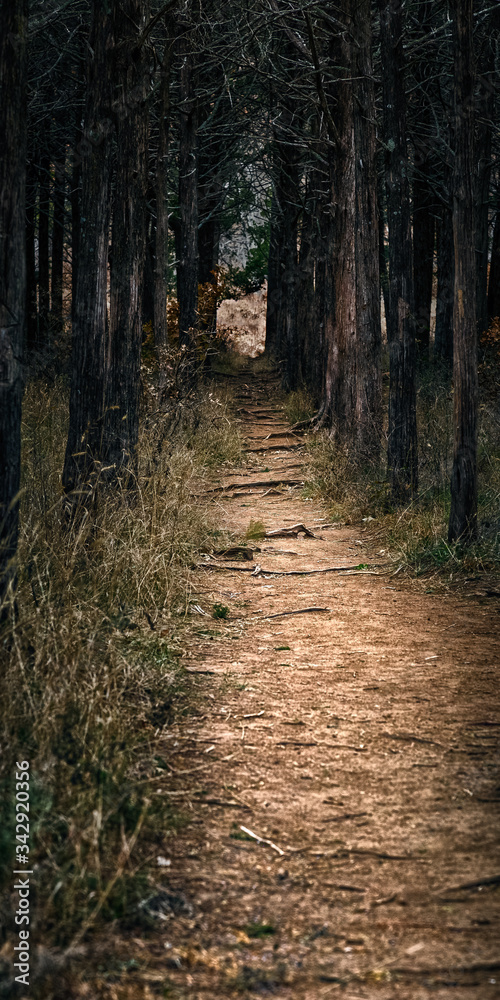 a dark and dismal trail through the parallel forest in the wichita mountain wildlife refuge.