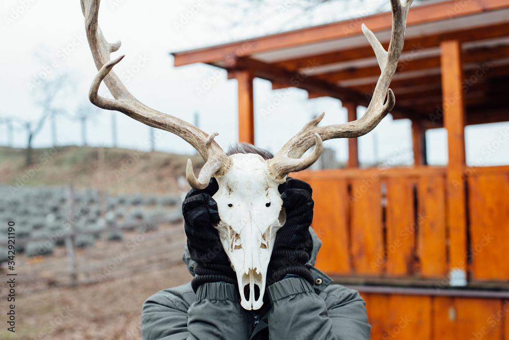 Horny skeleton head skull of reindeer front view. Man holding skull of  cattle in front of his face. Covering face with skull of wild animal.  Horizontal layout Stock Photo | Adobe Stock