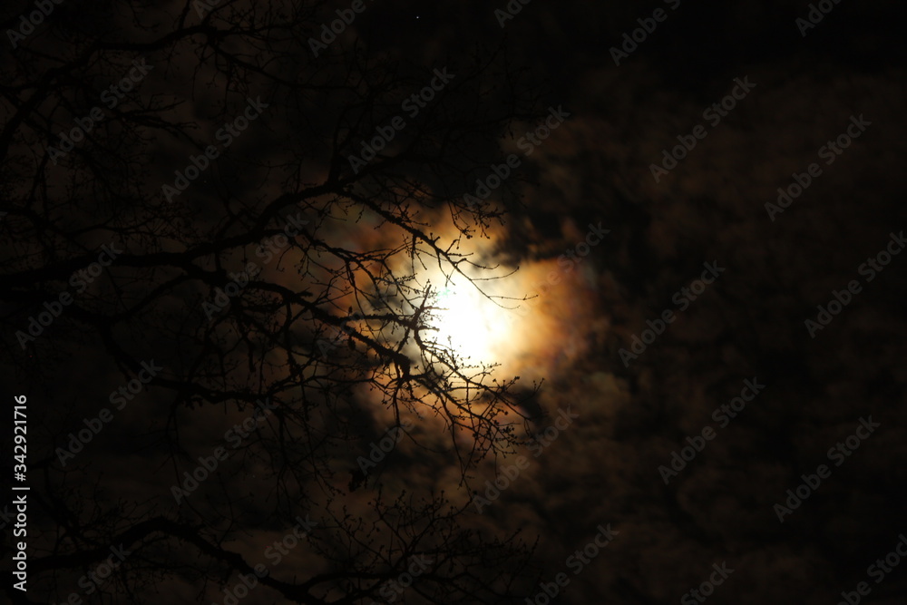Moon Through The Budding Maple Tree Moon Through The Budding Maple Tree