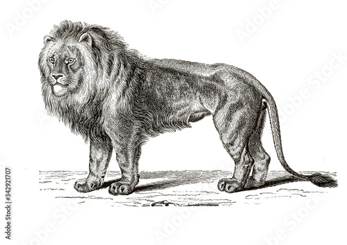 Illustration of a lion from popular encyclopedia from 1890 photo