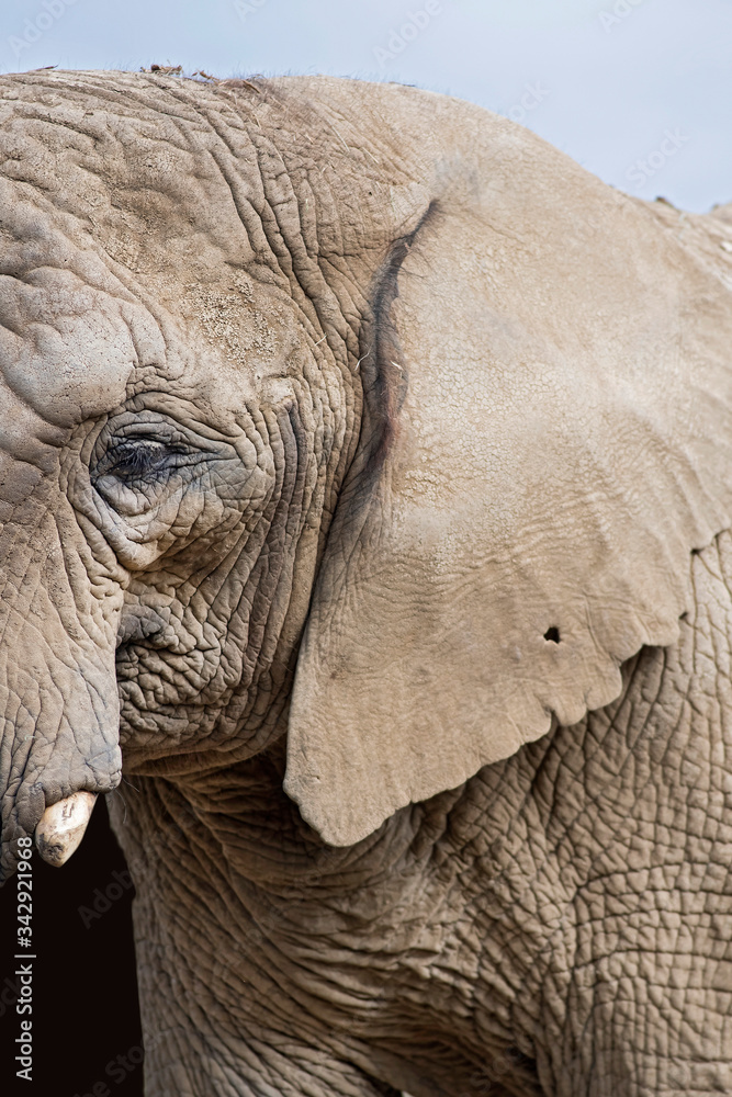 Fototapeta premium éléphant 