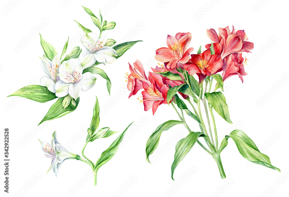 Naklejka premium Set of Watercolor Flowers Alstroemeria, isolated on white background. Floral artistic collection.